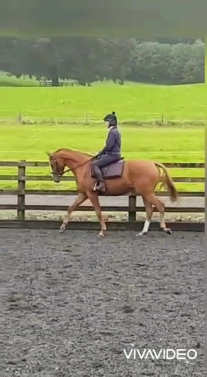 Chestnut Mare 15.2hh Eventer/ Young Rider - Image 2