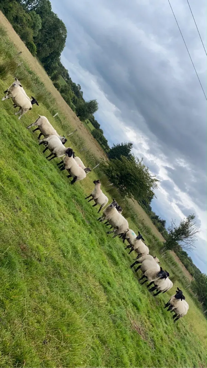 Breeding ewes - Image 2