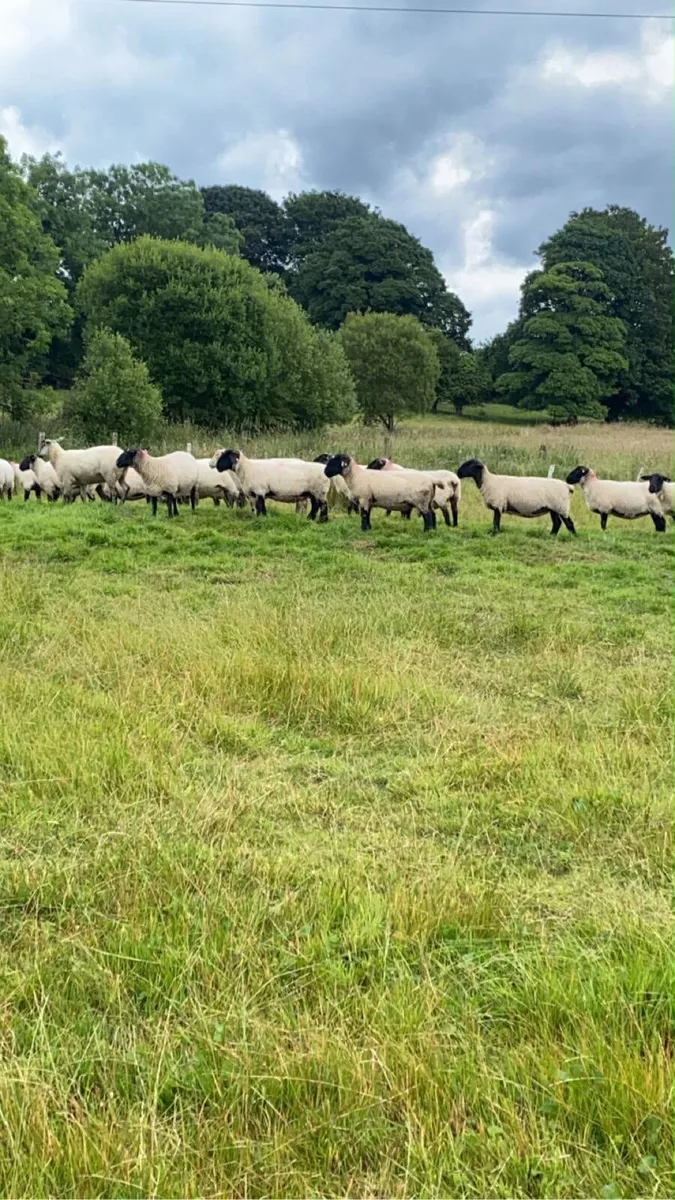 Breeding ewes - Image 3