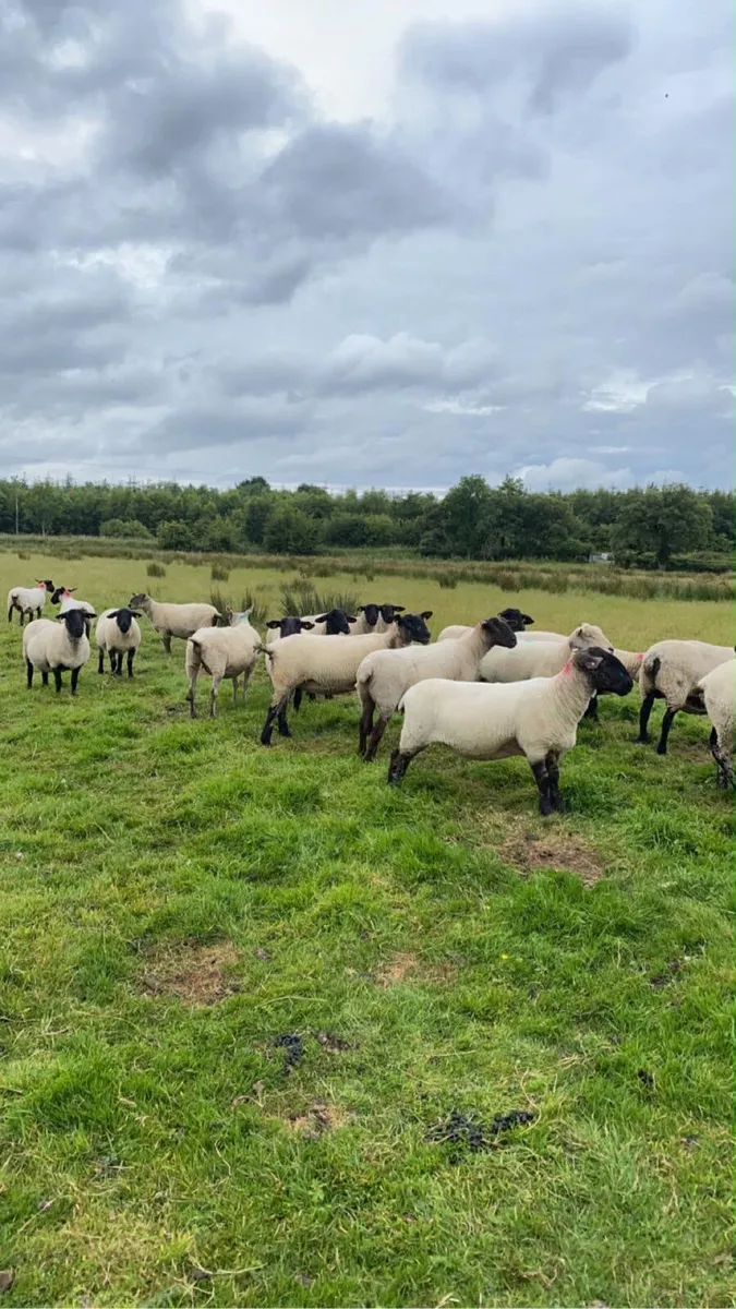 Breeding ewes - Image 1
