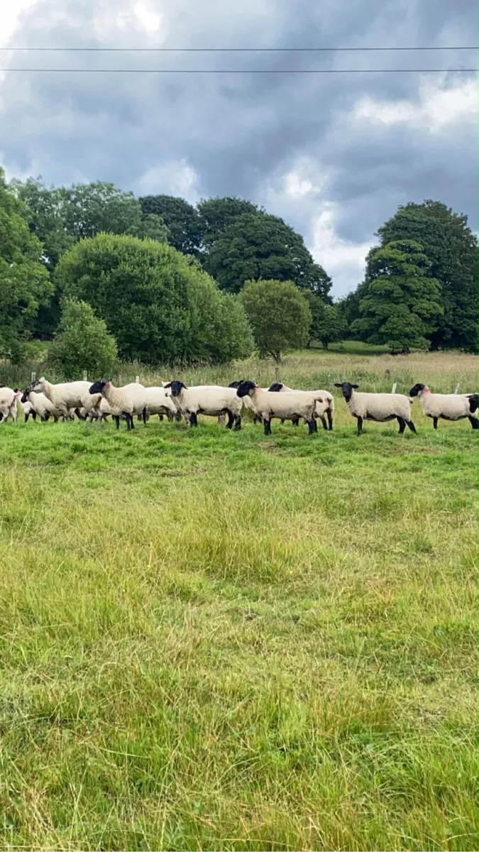 Breeding ewes - Image 4