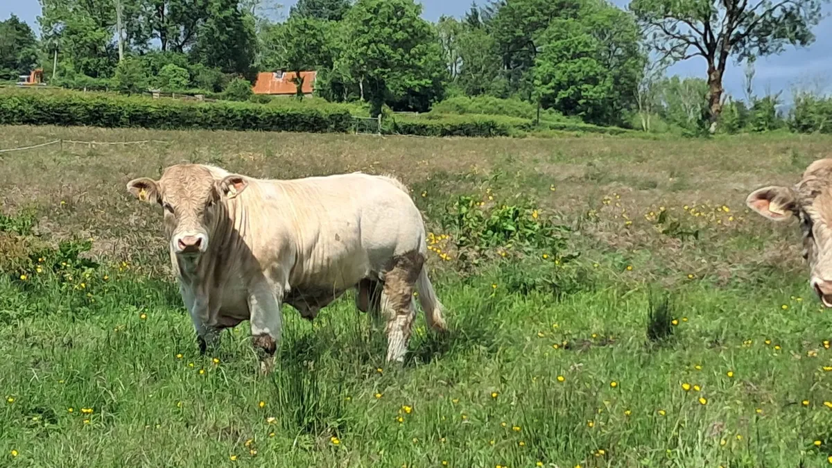 Charolais bull 5 star - Image 1