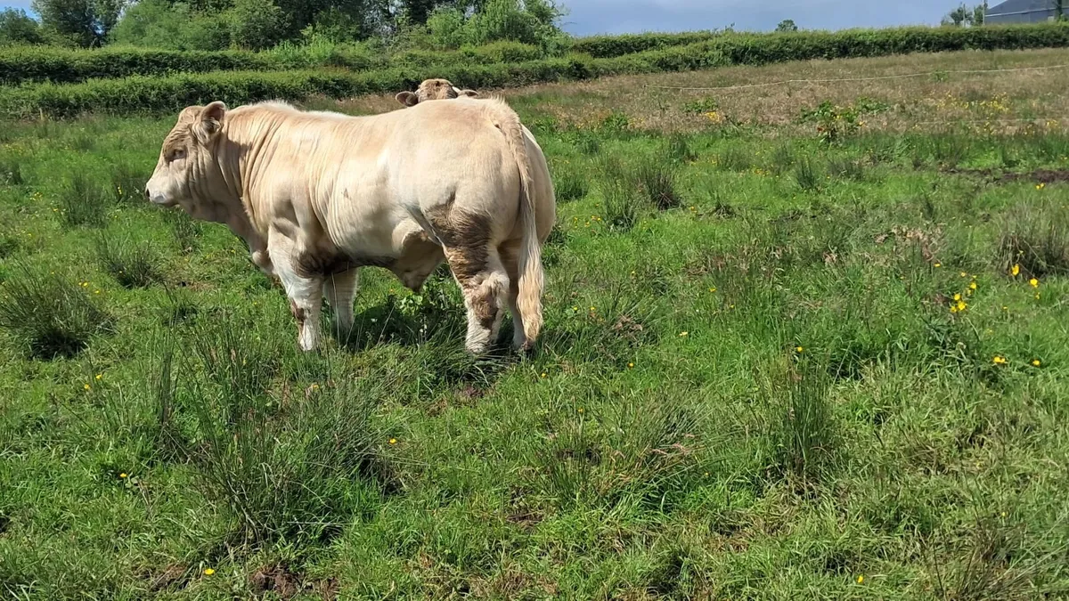 Charolais bull 5 star - Image 4