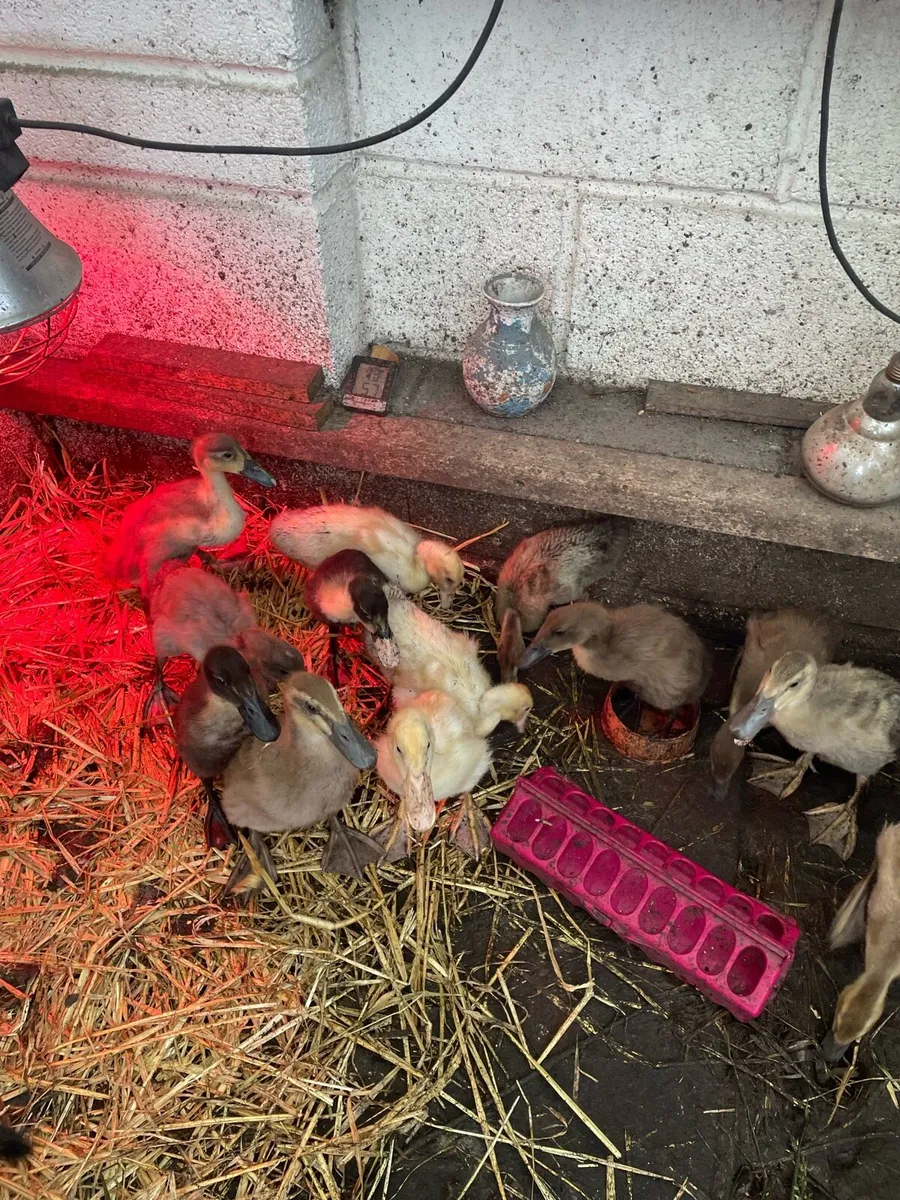 Ducklings - Image 1