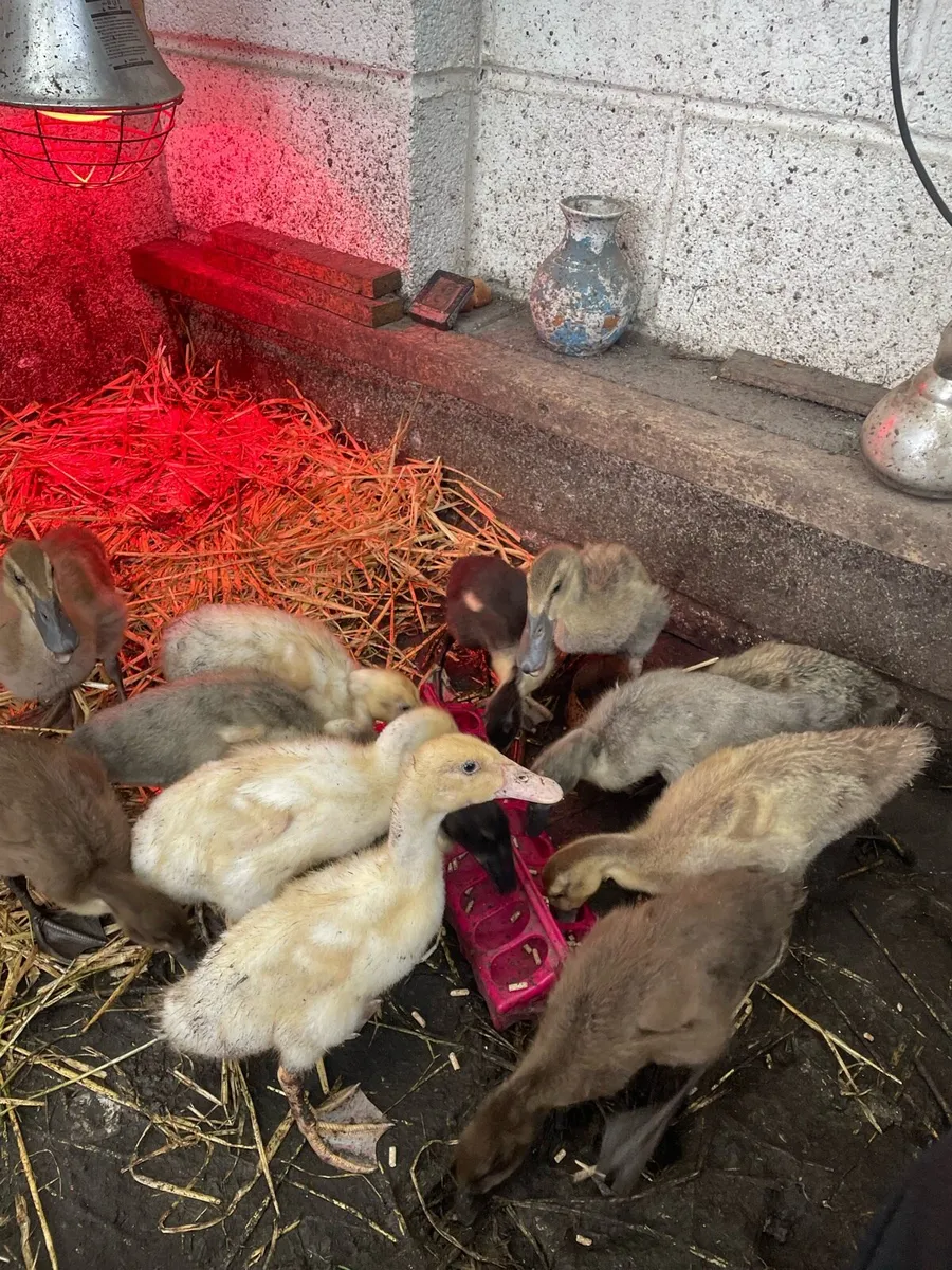 Ducklings - Image 2