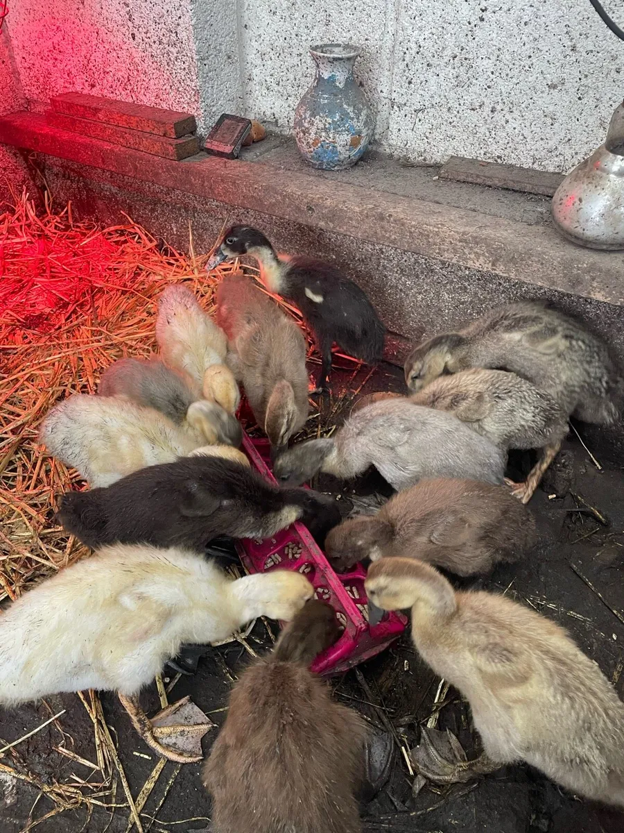 Ducklings - Image 3
