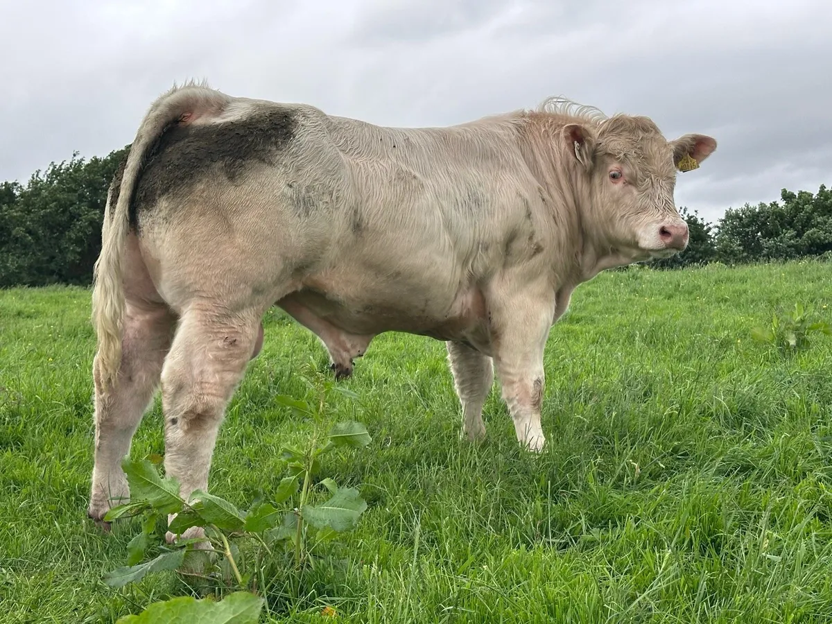 Pedigree Charolais Bulls - Image 3