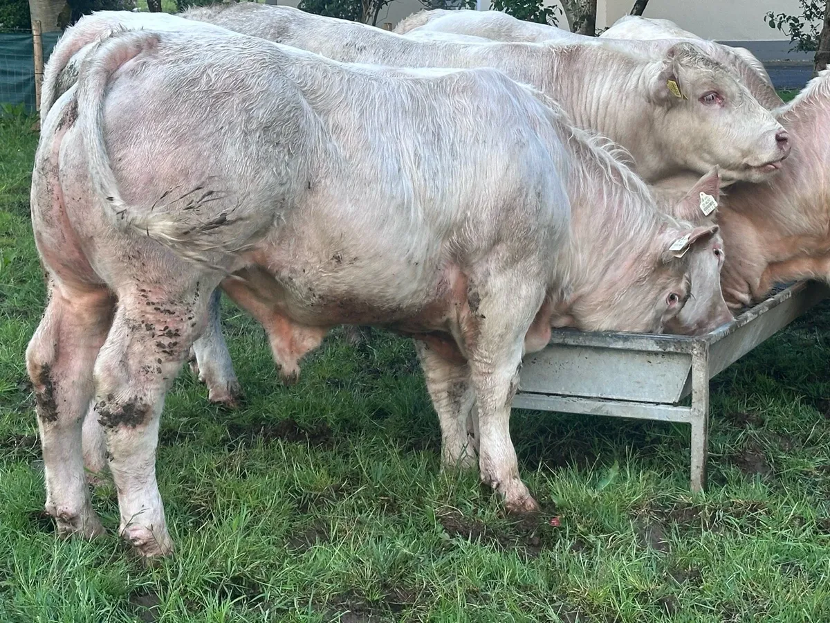 Pedigree Charolais Bulls - Image 4