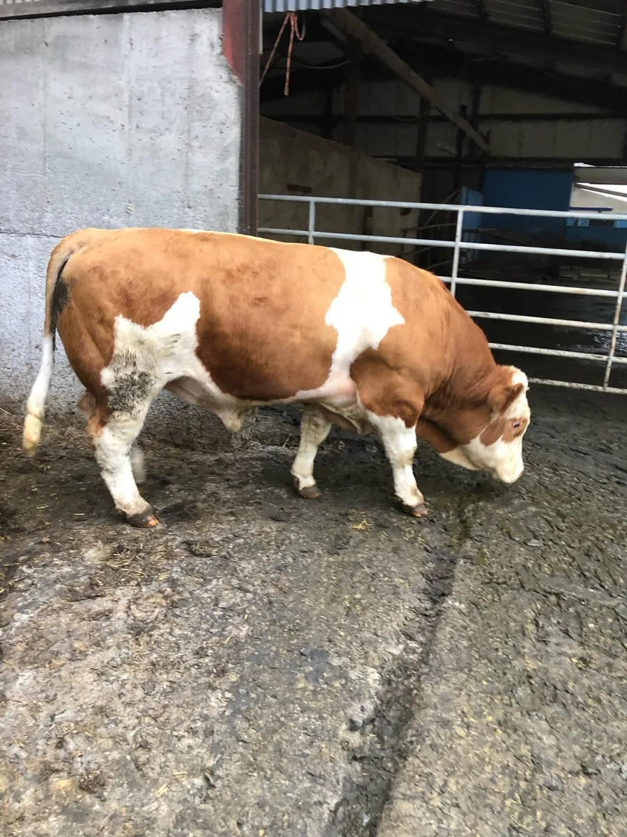 Munster Farmers - Image 3
