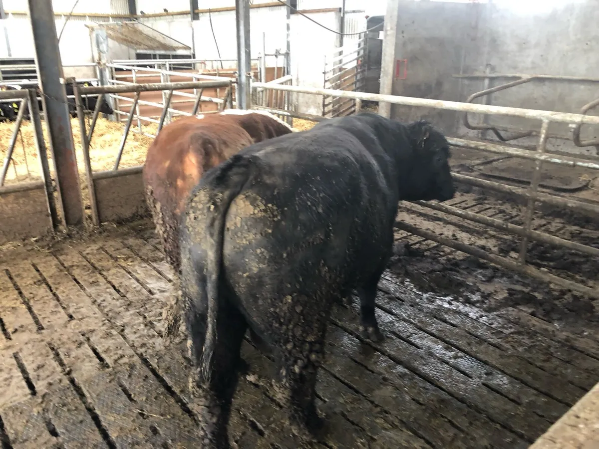 Munster Farmers - Image 1
