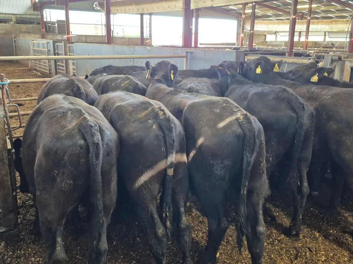 🌱14 Angus Bullocks 330kgs🌱 - Image 2