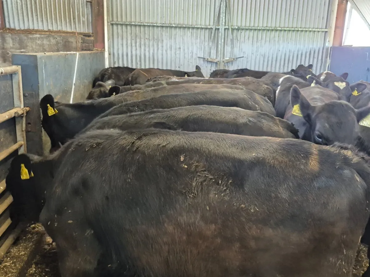 🌱14 Angus Bullocks 330kgs🌱 - Image 3