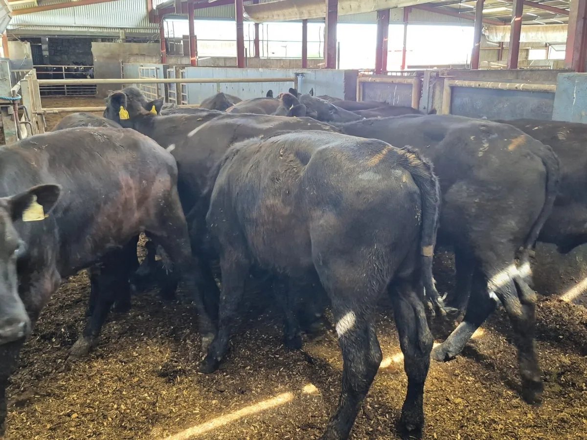 🌱14 Angus Bullocks 330kgs🌱 - Image 4