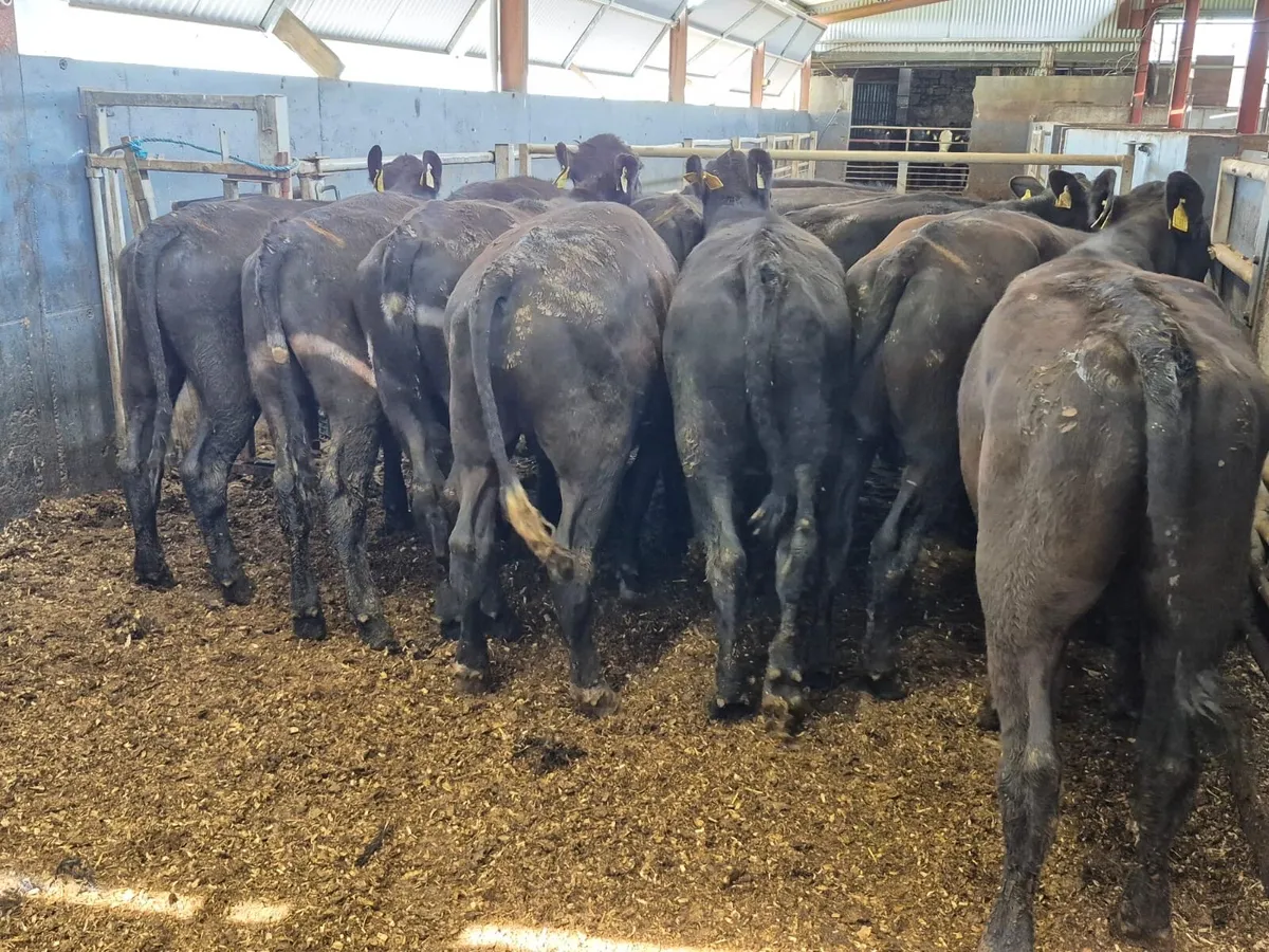 🌱14 Angus Bullocks 330kgs🌱 - Image 1