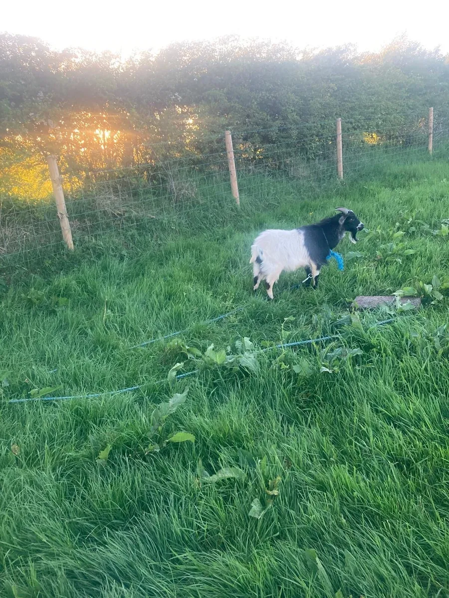 Pygmy goat kids for sale - Image 2