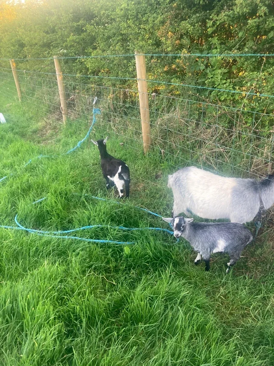 Pygmy goat kids for sale - Image 3