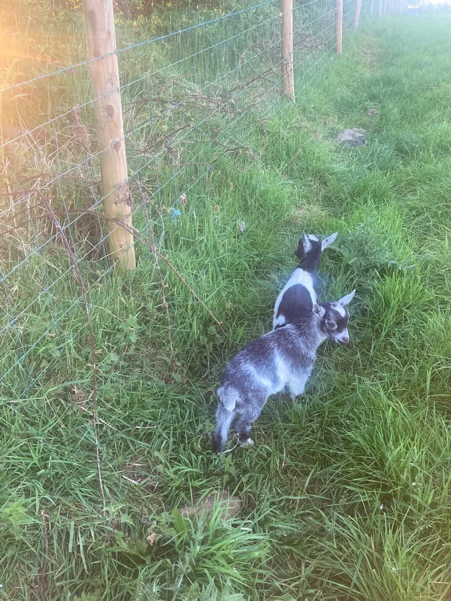 Pygmy goat kids for sale - Image 4