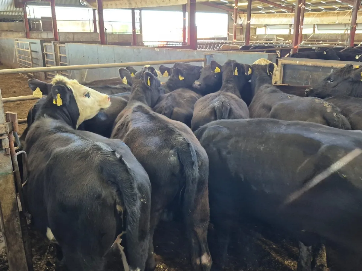 🌱14 Angus Heifers🌱 - Image 4