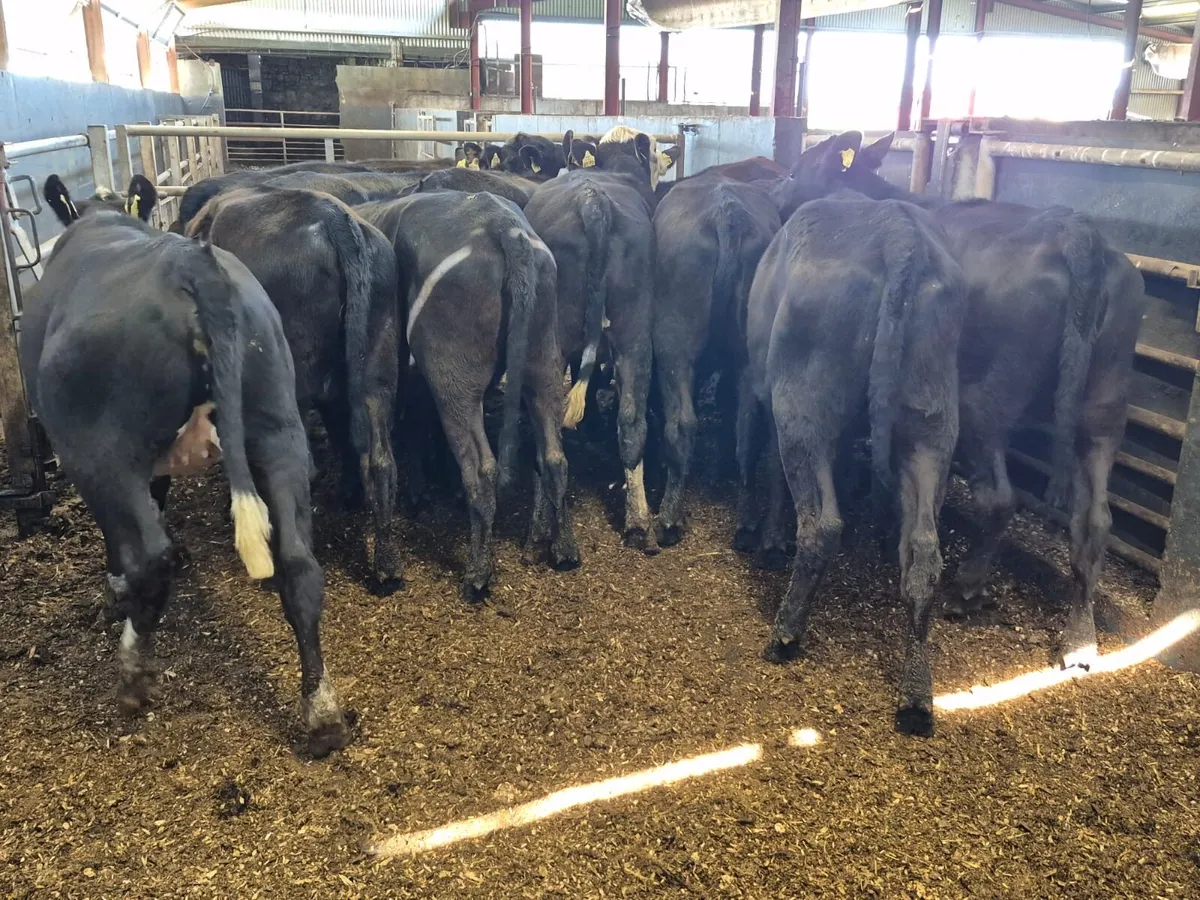 🌱14 Angus Heifers🌱 - Image 1