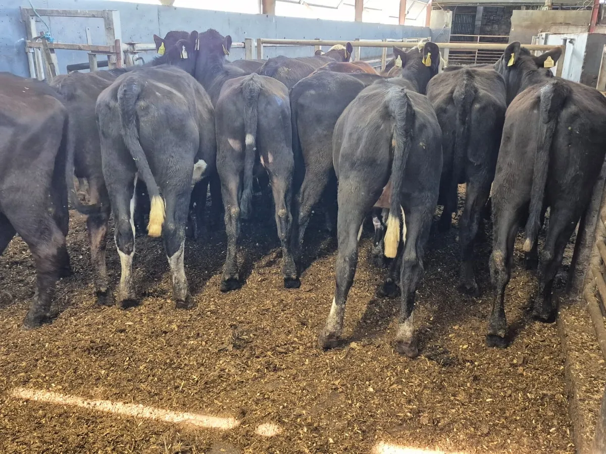 🌱14 Angus Heifers🌱 - Image 2