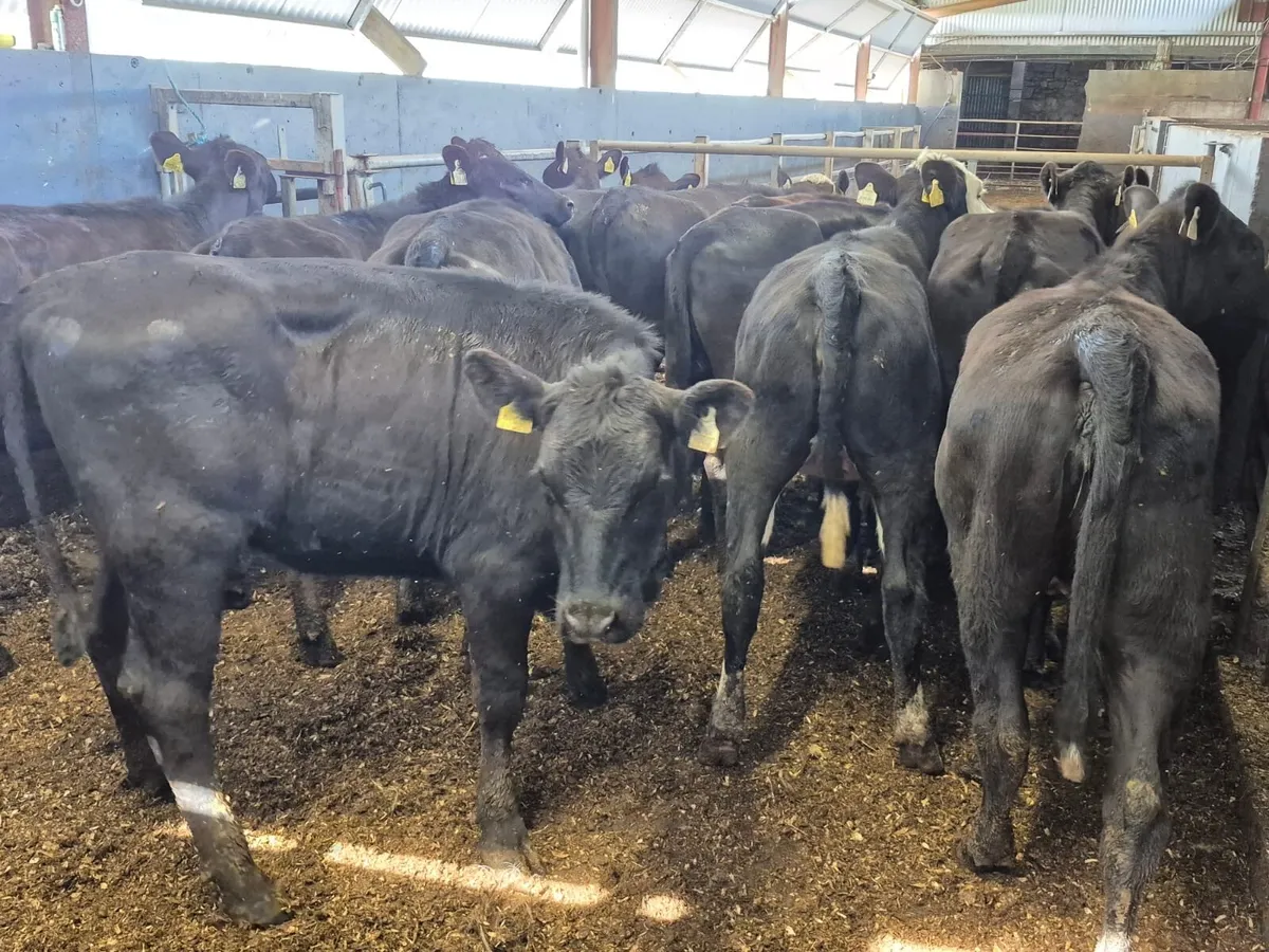 🌱14 Angus Heifers🌱 - Image 3