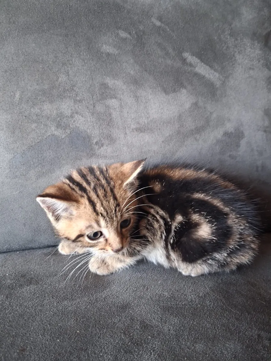 Kittens - Image 2