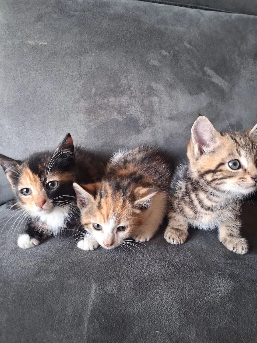 Kittens - Image 1
