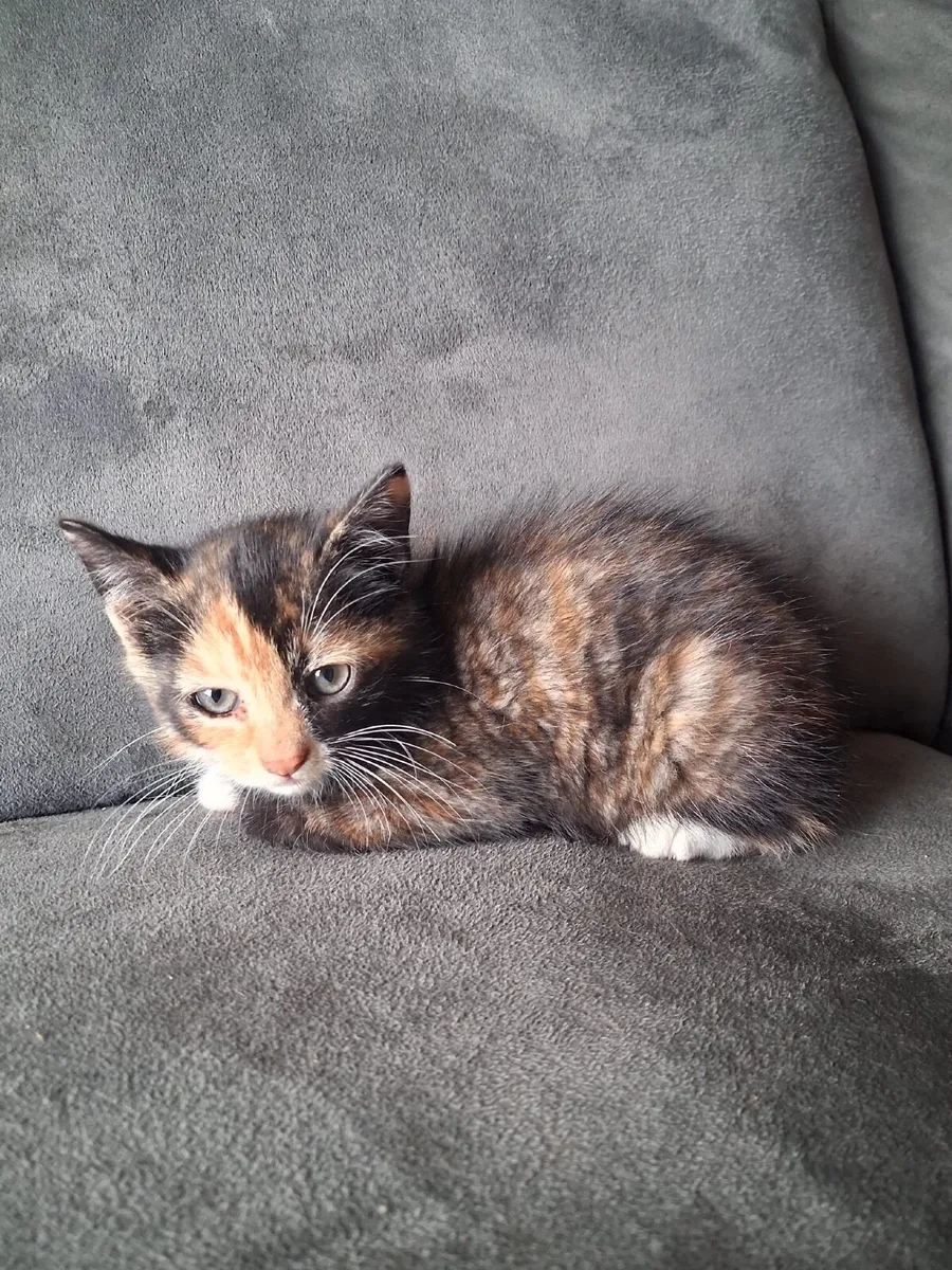 Kittens - Image 3