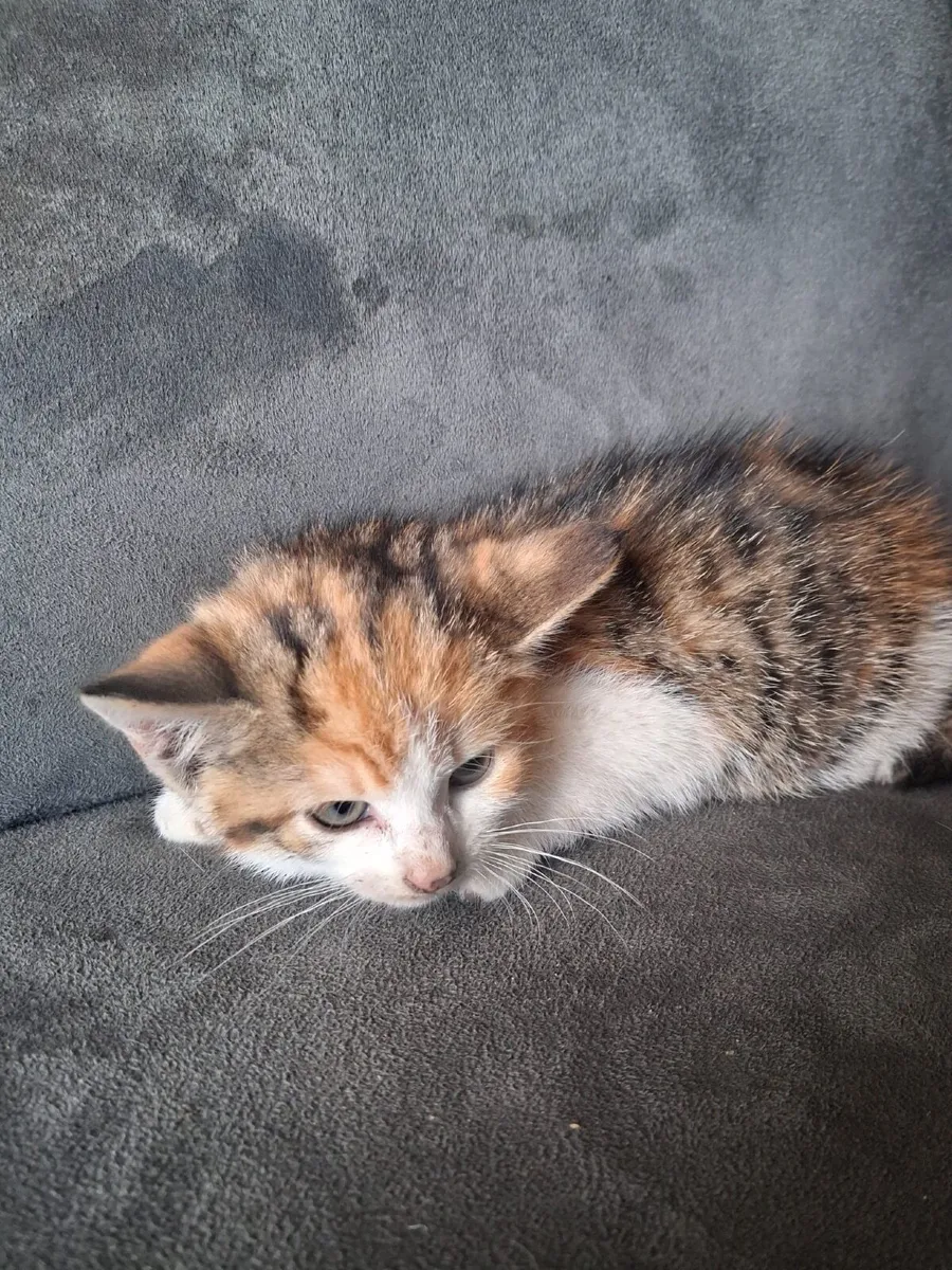 Kittens - Image 4