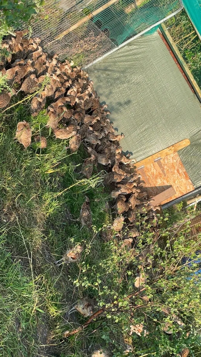 Pheasant Poults