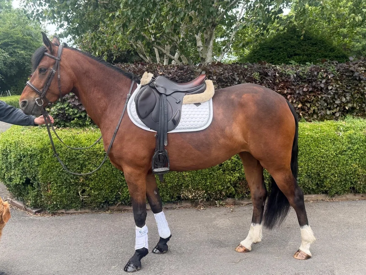 Pony - Image 1