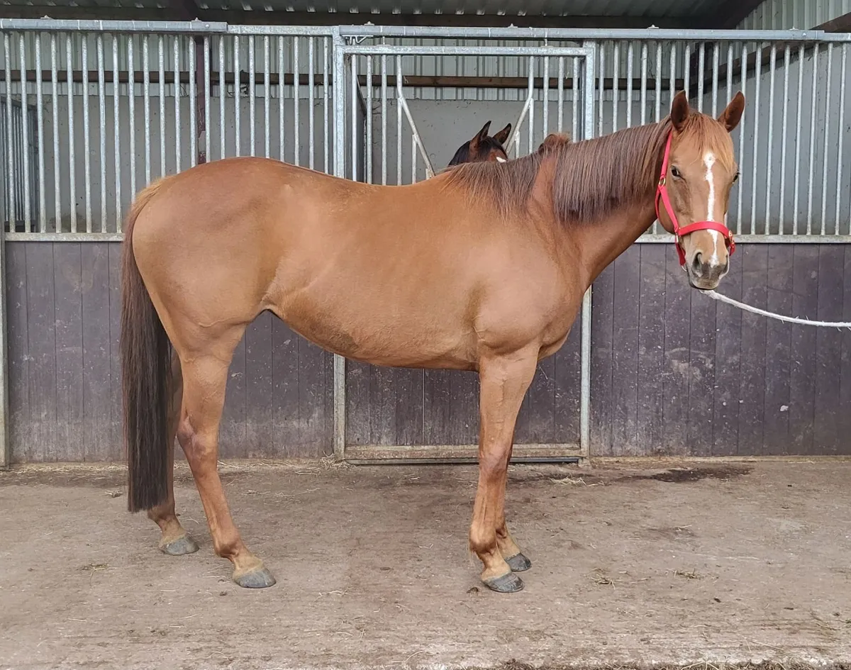 TB Mare for sale - Image 4