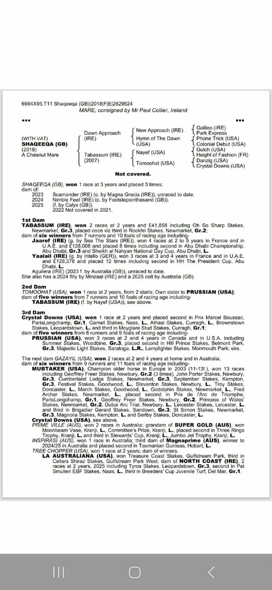 TB Mare for sale - Image 2
