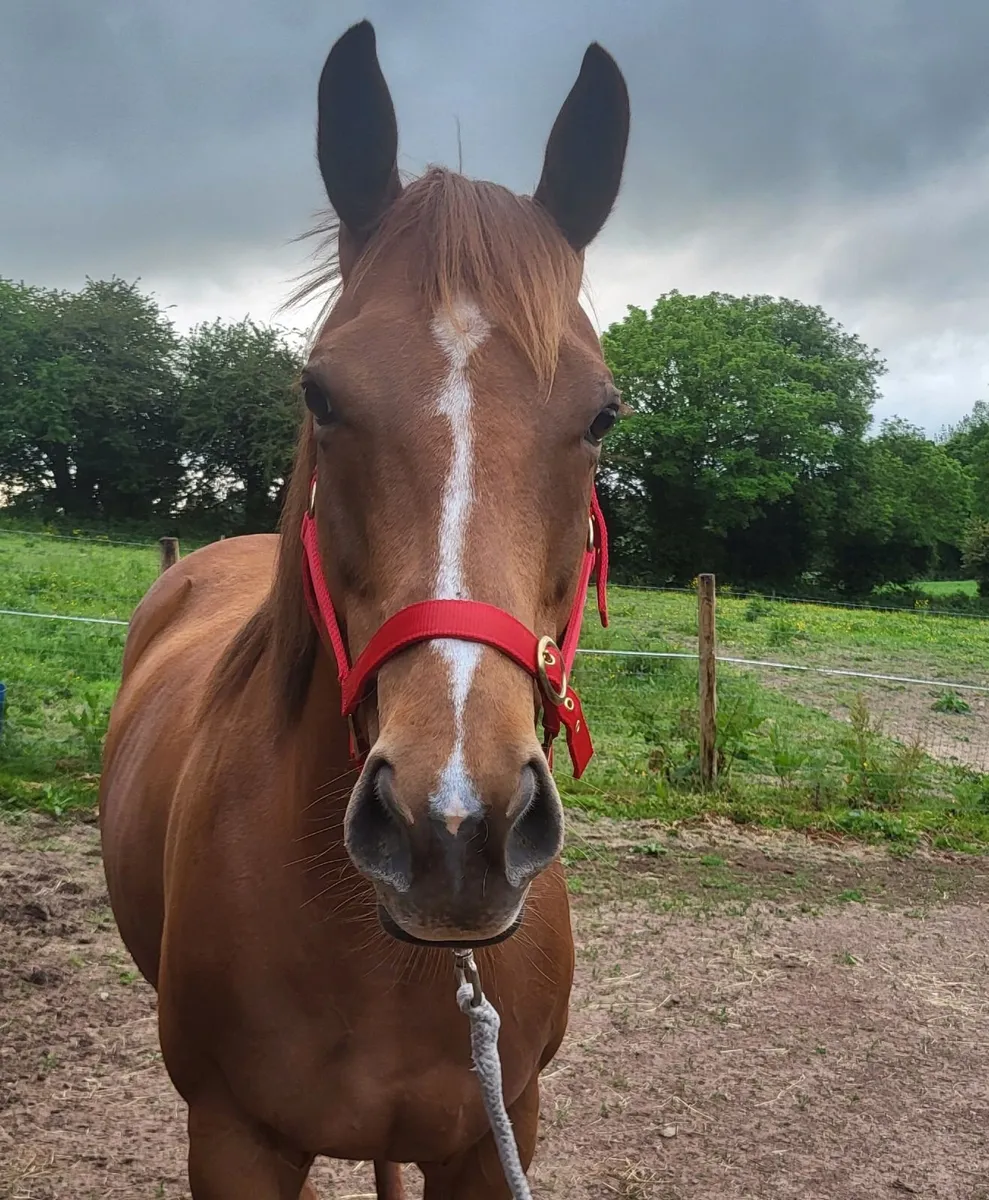 TB Mare for sale - Image 3