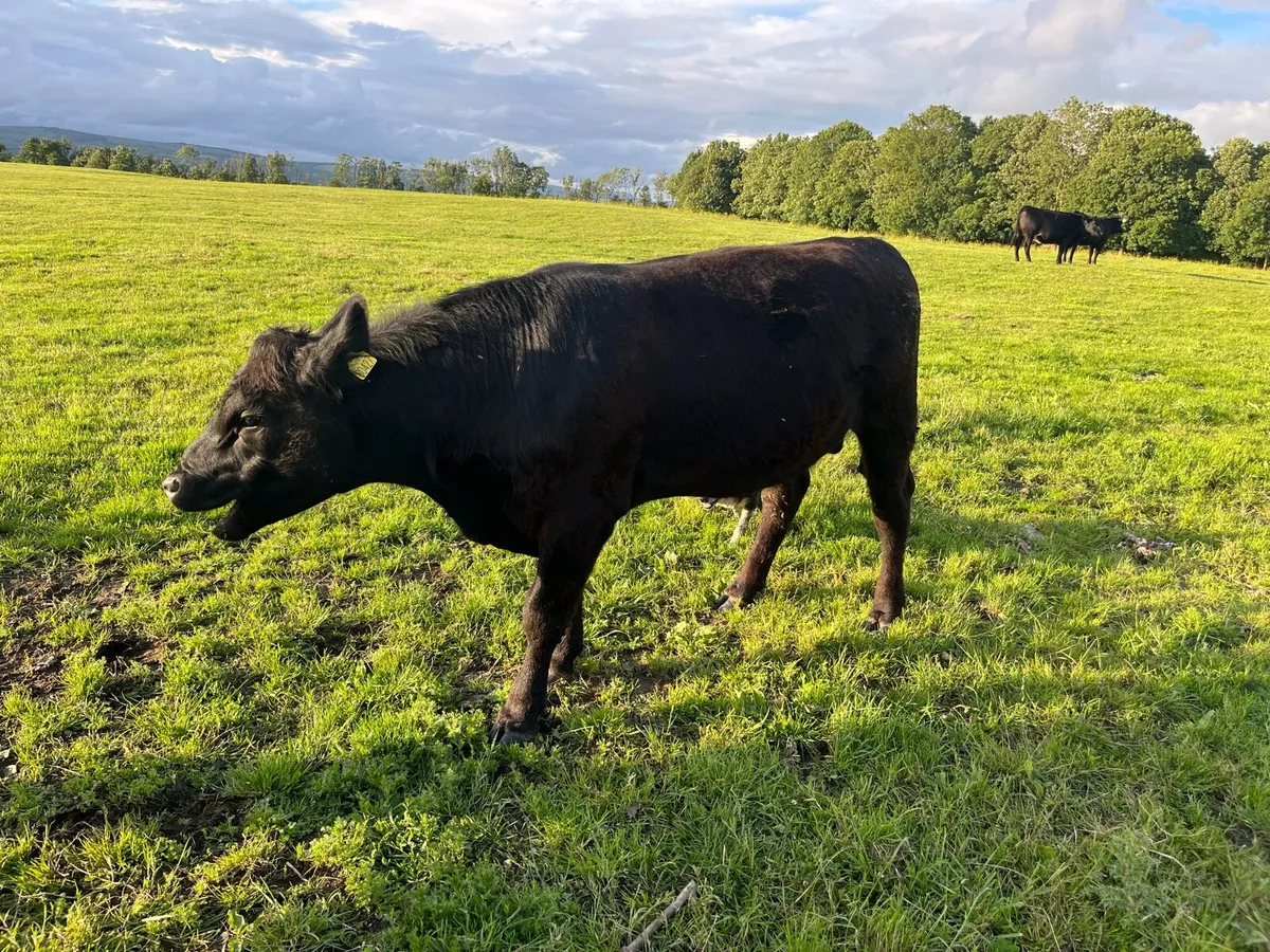 Angus Bull - Image 1