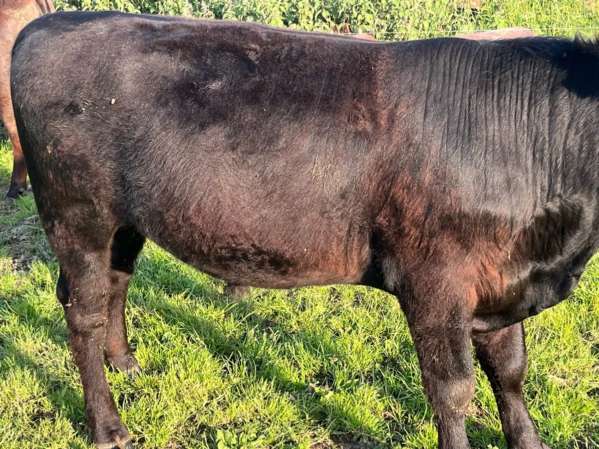 Angus Bull - Image 2
