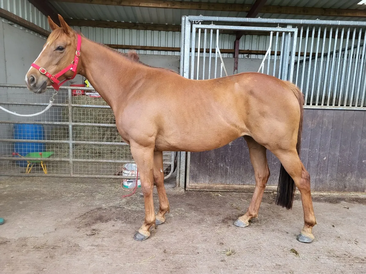 Thoroughbred Mare for sale - Image 4