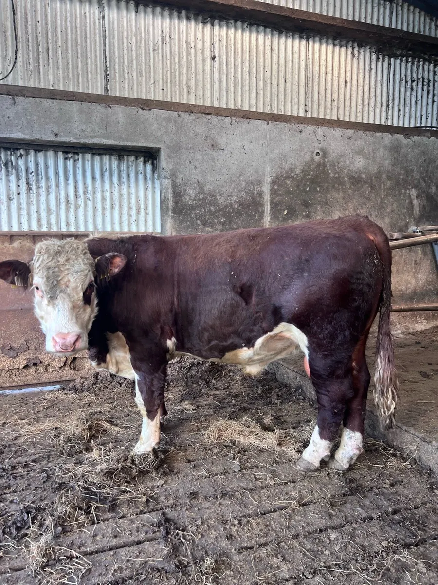 Hereford bull - Image 1