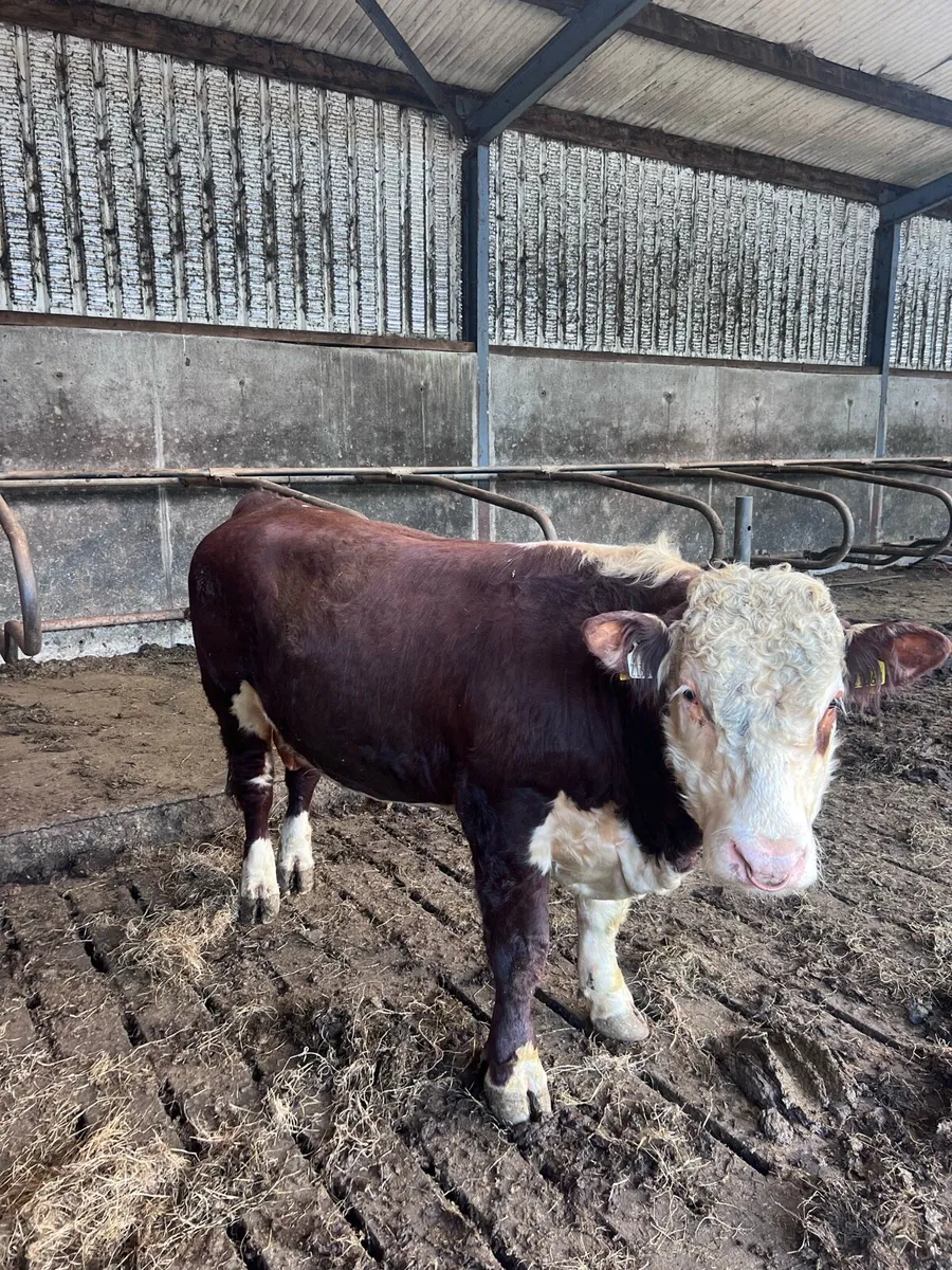 Hereford bull - Image 2