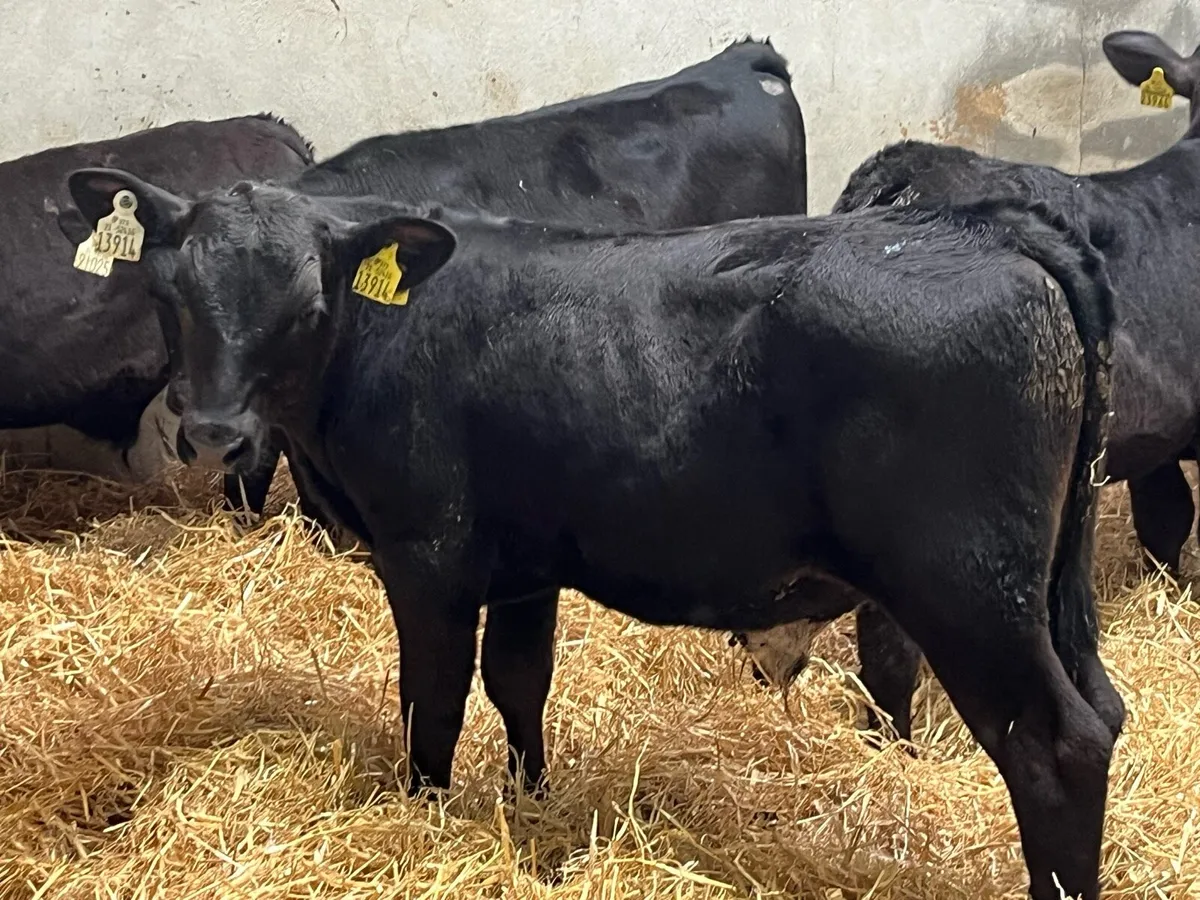 Super Angus Bull Runners - Image 1