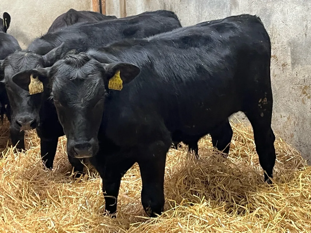 Super Angus Bull Runners - Image 2