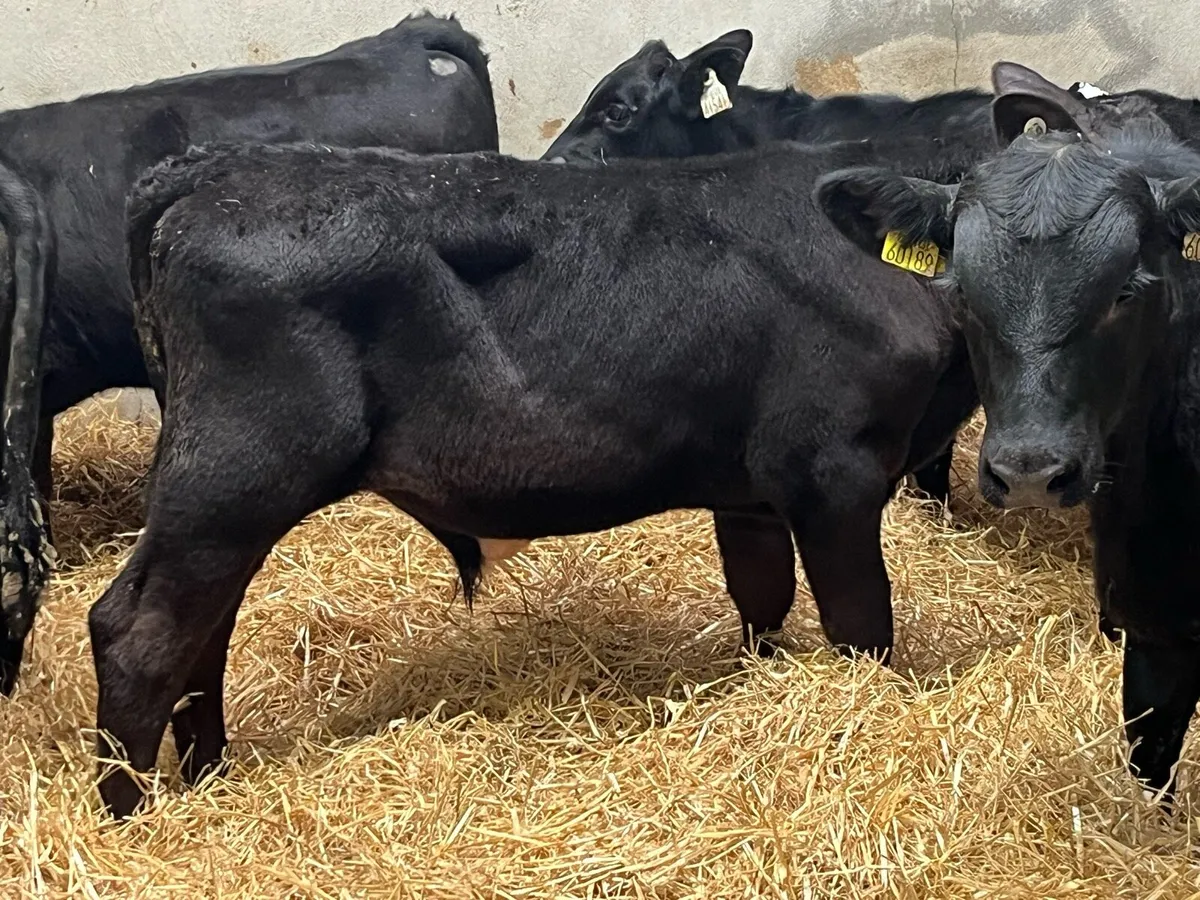 Super Angus Bull Runners - Image 4