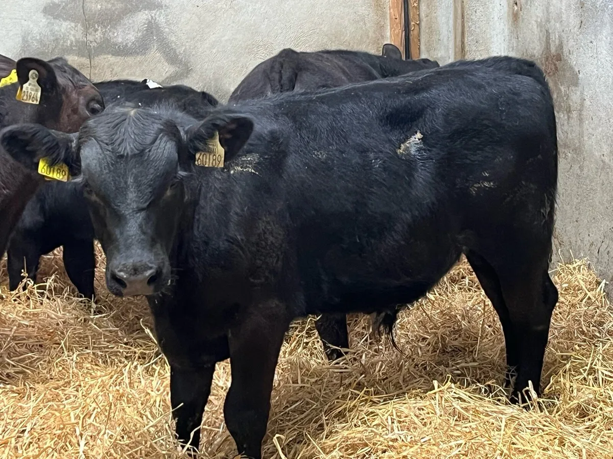 Super Angus Bull Runners - Image 3