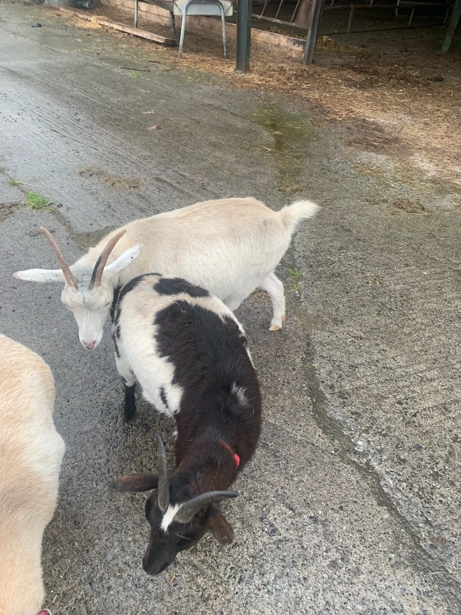 2 female half pigmy goats - Image 1