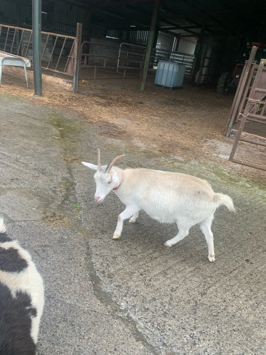 2 female half pigmy goats - Image 2