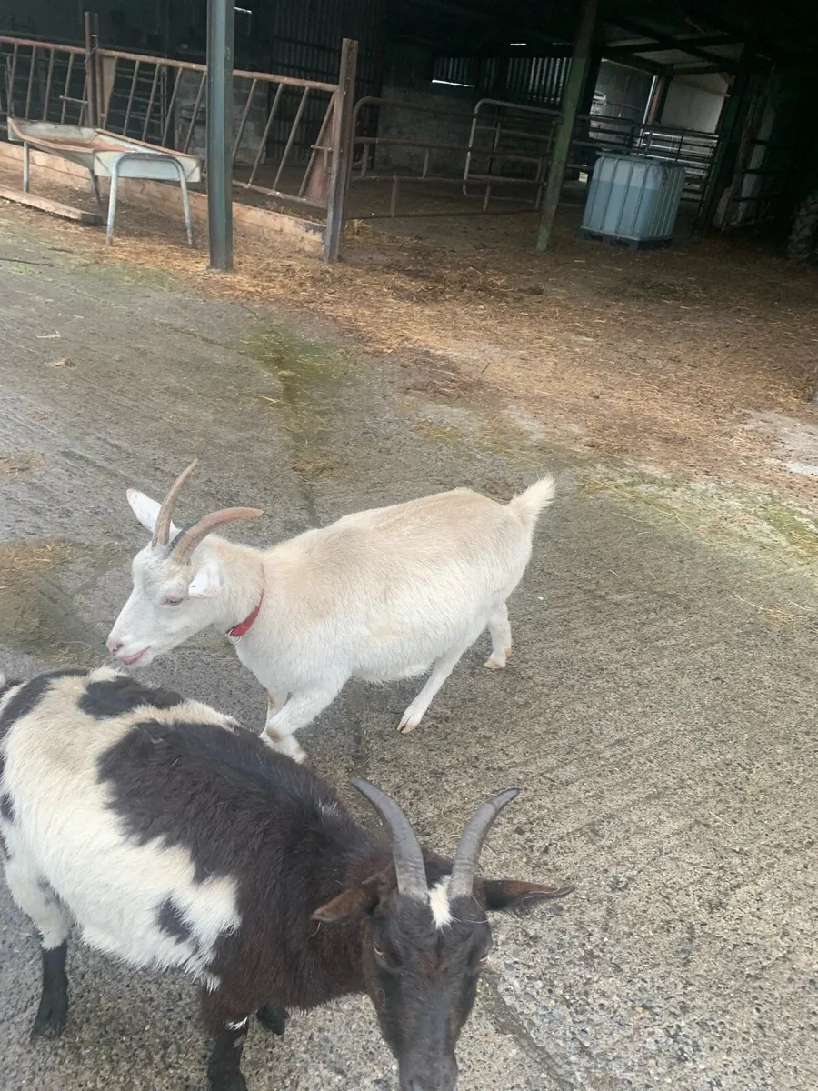 2 female half pigmy goats - Image 3