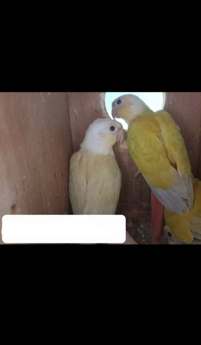 Mint and Suncheek Conures🦜 - Image 4