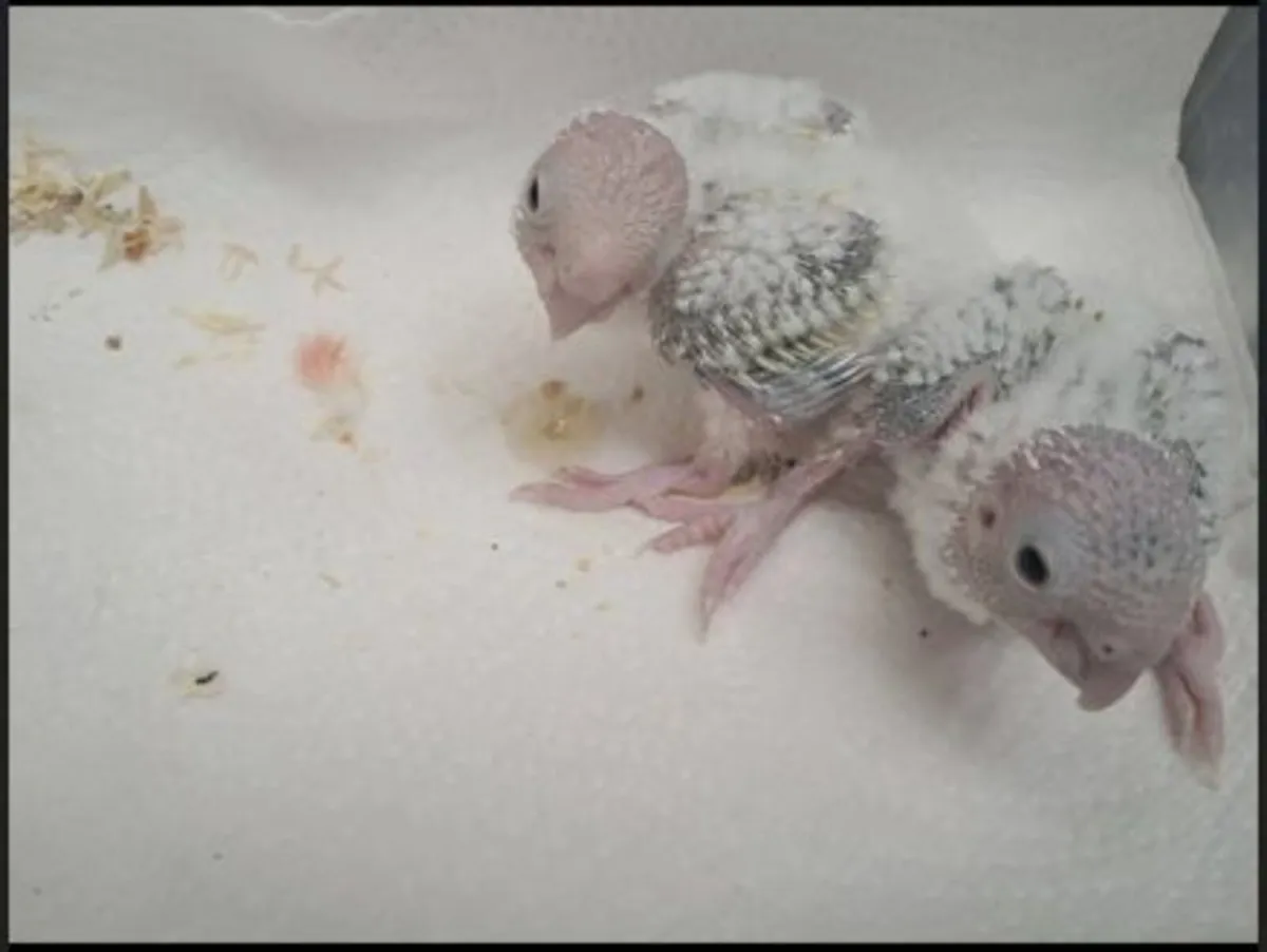 Mint and Suncheek Conures🦜 - Image 2