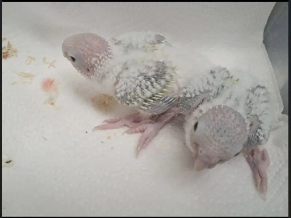 Mint and Suncheek Conures🦜 - Image 1