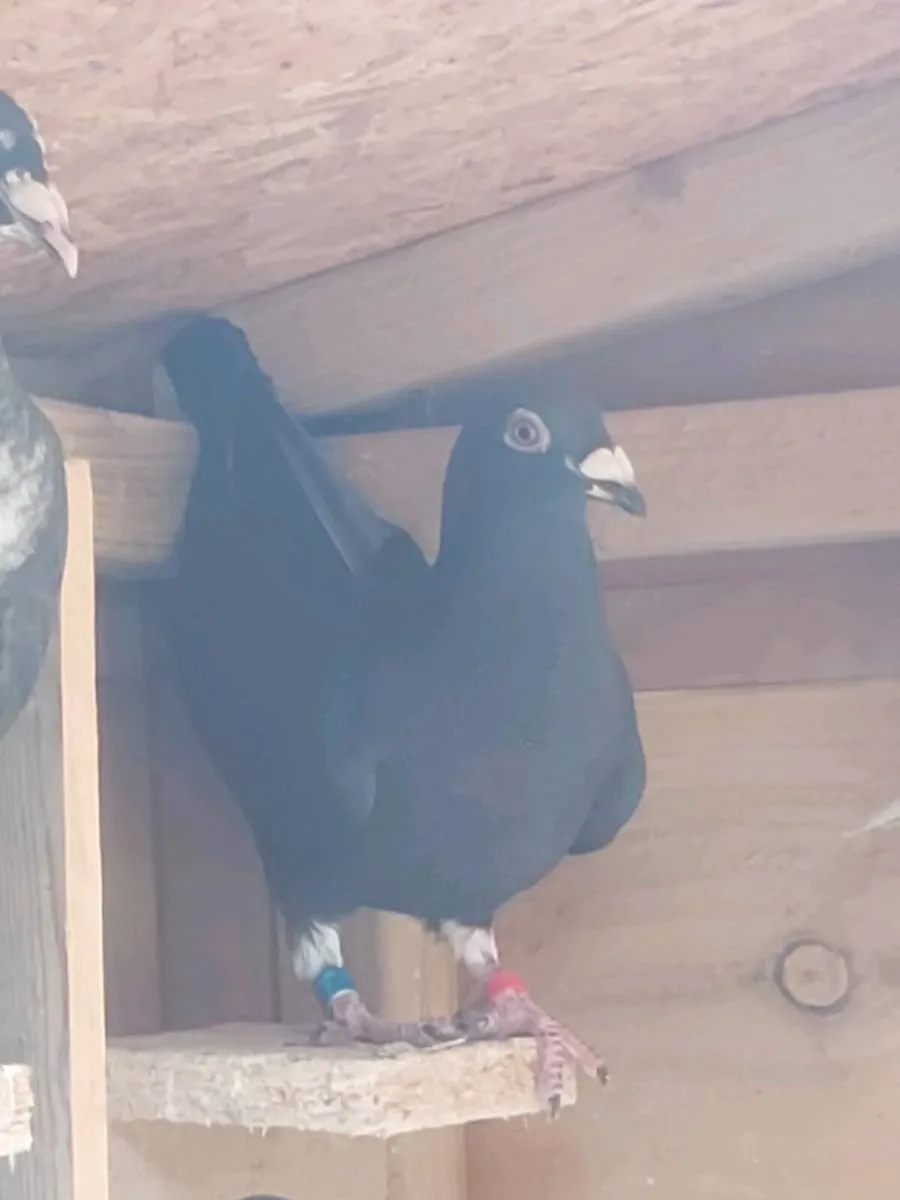 Coloured racing pigeons. - Image 1